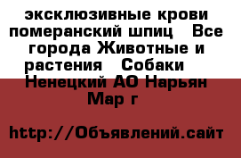 эксклюзивные крови-померанский шпиц - Все города Животные и растения » Собаки   . Ненецкий АО,Нарьян-Мар г.